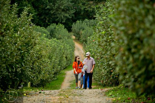 Monica Sullivan (left) walks up the tractor path carrying a bag of apples with her boyfriend John Niles at Hillcrest Orchards in Ellijay on Sunday, September 14, 2014.  