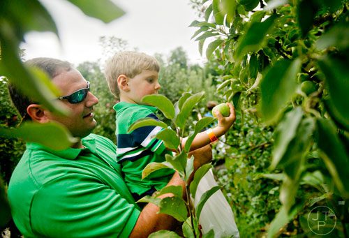 Wyatt Canon picks an apple off of a tree as he is held by his father Albert at Hillcrest Orchards in Ellijay on Sunday, September 14, 2014. 