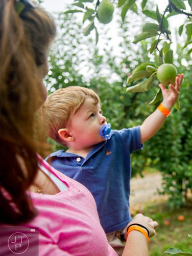 Brody Loreti picks an apple off of a tree as he is held by his mother Colleen at Hillcrest Orchards in Ellijay on Sunday, September 14, 2014.  