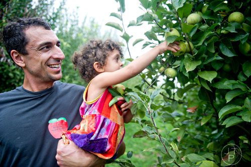 Dave Soleil (left) holds up his daughter Meadow so she can pick an apple off of a tree at B.J. Reece Orchards in Ellijay on Sunday, September 14, 2014. 