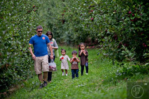 Cody Lekberg (left), his wife Kristen and children Jovie, Ian and Mae explore the rows of apple trees at B.J. Reece Orchards in Ellijay on Sunday, September 14, 2014.  