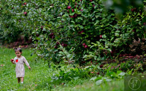 Jovie Lekberg eats an apple as her family explores the rows of apple trees at B.J. Reece Orchards in Ellijay on Sunday, September 14, 2014.