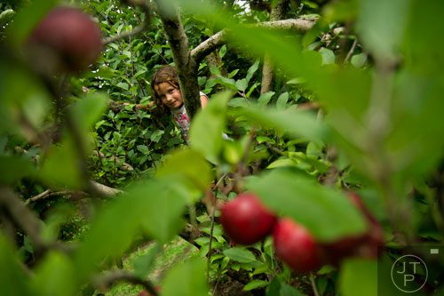 Rebecca Reza climbs an apple tree at B.J. Reece Orchards in Ellijay on Sunday, September 14, 2014. 