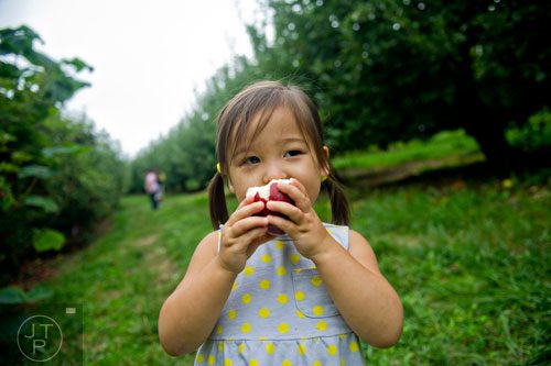 Hannah Yi eats an apple as her family explores the rows of apple trees at B.J. Reece Orchards in Ellijay on Sunday, September 14, 2014.   