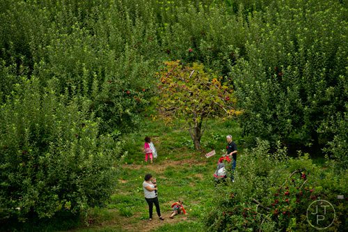 Natalie Sokol (bottom left) holds her son Caleb as her daughter Leora, husband Joel and other son Aaron explore the rows of apple trees at B.J. Reece Orchards in Ellijay on Sunday, September 14, 2014. 