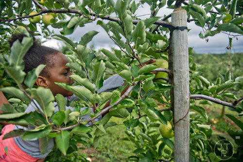 Aniah Johnson picks an apple off of one of the more than 100,000 trees at Mercier Orchards in Blue Ridge on Sunday, September 14, 2014.