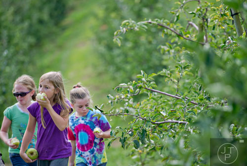Hope Land (center) eats an apple as she walks through a row of apple trees with Summer Bryant (left) and Sophie Bone at Mercier Orchards in Blue Ridge on Sunday, September 14, 2014.  