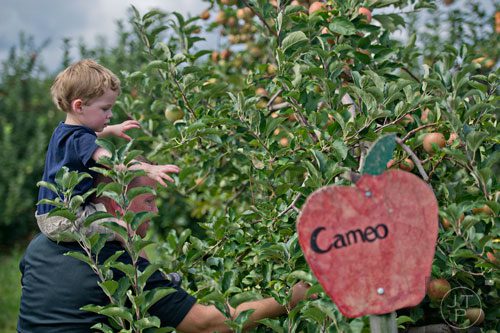 Noah Nystuen sits on his father Adam's shoulders as they pick apples at Mercier Orchards in Blue Ridge on Sunday, September 14, 2014. 