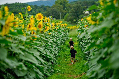 Judd Phillips follows his brother Jeb as they run through a field of sunflowers outside of Dawsonville on Sunday, September 14, 2014.