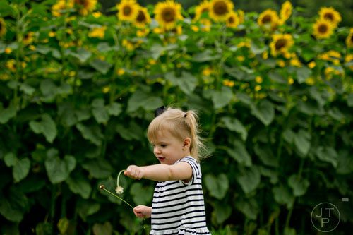 Lily Walls poses for photos by a field of sunflowers outside of Dawsonville on Sunday, September 14, 2014.