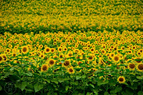 Sunflowers bloom in a field outside of Dawsonville on Sunday, September 14, 2014.