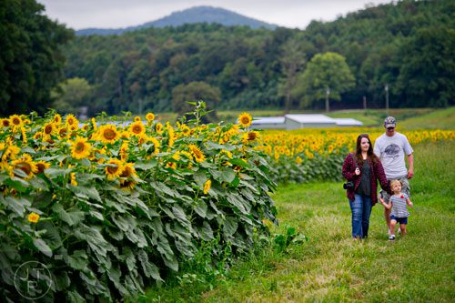 Noelle Walls (left) walks with her daughter Lily and husband Allyn past a field of sunflowers outside of Dawsonville on Sunday, September 14, 2014.