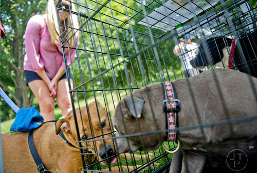 Duke, a rhodesian ridgeback-boxer mix, licks Tilly, a Stratfordshire terrier, through her cage as his owner April Connor finds out information about the dog during the Dog Days of Summer event outside of Park Tavern at Piedmont Park in Atlanta on Saturday, August 30, 2014. 