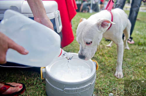 Phoebe, a lab-pitbull-boxer mix, is given some fresh water as she waits to be adopted during the Dog Days of Summer event outside of Park Tavern at Piedmont Park in Atlanta on Saturday, August 30, 2014. 
