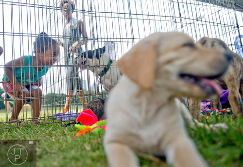 Carson Taylor (left) checks out some of the puppies up for adoption at the Dog Days of Summer event outside of Park Tavern at Piedmont Park in Atlanta on Saturday, August 30, 2014. 