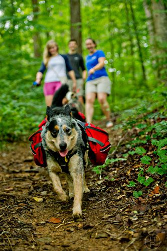 Kora, an Australian cattle dog, takes the lead on the trail followed by her owner Tyler Legg, Katie Cochran, Zoe, Natalie Chilcutt and Coal as they hike on Tuesday, August 19, 2014.