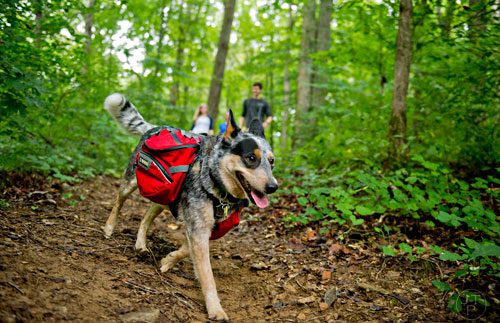 Kora, an Australian cattle dog, takes the lead on the trail followed by her owner Tyler Legg as they hike on Tuesday, August 19, 2014.