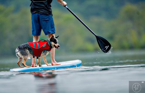 Kora, an Australian cattle dog balances on a paddle board as her owner Tyler Legg paddles along the Chattahoochee River on Tuesday, August 19, 2014.