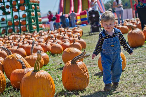 Abraham Chabayta searches for the perfect pumpkin at Corn Dawgs in Loganville on Sunday, October 5, 2014. 