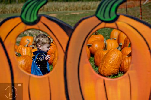 Abraham Chabayta searches for the perfect pumpkin at Corn Dawgs in Loganville on Sunday, October 5, 2014.   