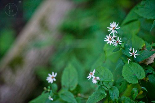 Flowers bloom along the trail at Amicalola State Park in Dawsonville on Tuesday, September 23, 2014.