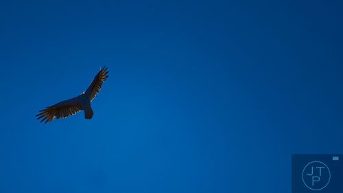 A bird of prey circles the air over Arabia Mountain in Lithonia on Wednesday, September 24, 2014.
