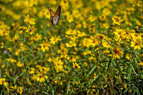 A butterfly floats in the air above a patch of daisies on the trail up Arabia Mountain in Lithonia on Wednesday, September 24, 2014.