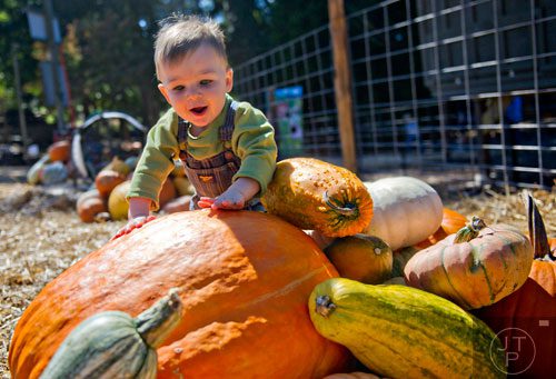 Nathan Pelletier beats his hands on a pumpkin as his family searches for one for Halloween at Scottsdale Farms in Alpharetta on Saturday, October 4, 2014.  