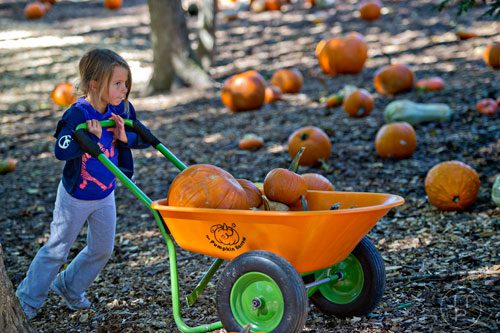 Olivia Rogers tries to muster enough strength to push a wheelbarrow full of pumpkins through the pumpkin patch at Scottsdale Farms in Alpharetta on Saturday, October 4, 2014. 