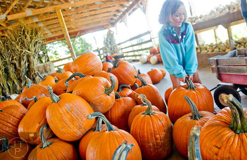 Lily Britt tries to pick up a pumpkin to place in her wagon at Kinsey Family Farm in Cumming on Saturday, October 4, 2014. 