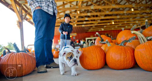 Moose, an English bulldog, leads Silas Nowery and his father Clint (left) around the pumpkins at Kinsey Family Farm in Cumming on Saturday, October 4, 2014.  