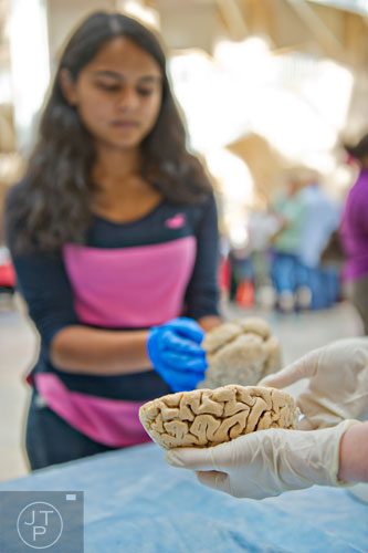 Kelsey Zimmermann (hands) explains the different parts of a human brain as Megha Desai holds a whole brain in her hands during Science at Hand at the Fernbank Museum of Natural History in Atlanta on Saturday, November 8, 2014. 