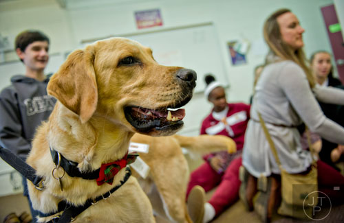 Pirelli, a dog with the Canine Assistants program, gets attention from students as they take a break from studying for final exams at Holy Innocents' Episcopal School in Atlanta on Friday, December 19, 2014. 