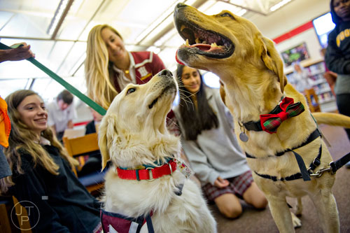 Adidas (left) and Pirelli, two dogs with the Canine Assistants program, get attention from students as they take a break from studying for final exams at Holy Innocents' Episcopal School in Atlanta on Friday, December 19, 2014. 