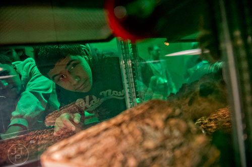 Jose Alfredo Santiago (center) and his brother Jose Abdiel watch a tarantula in its cage in an interactive display in the Goosebumps: The Science of Fear exhibit at the Fernbank Museum of Natural History in Atlanta on Saturday, December 27, 2014. 
