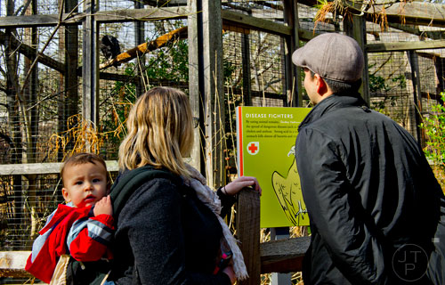 Gavin Clemente (left) clings to his mother Katie's back as they and his father Rene look at a turkey vulture at the Chattahoochee Nature Center in Roswell on Saturday, December 27, 2014. 