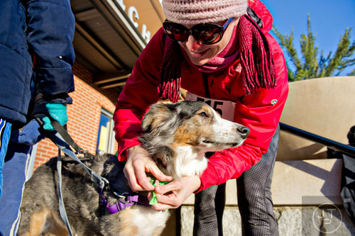 Deva Prather (center) ties a handkerchief around her dog Ginger's neck before the 10th annual Run with the Dogs Frostbite 5k in Decatur on Saturday, January 10, 2015. 