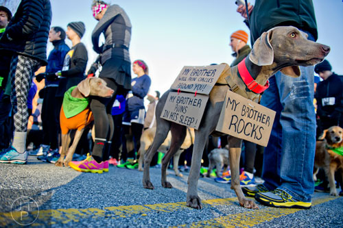 Truman (right) stands near his owner sporting signs supporting his brother Rainer (left) as he and Shenoa Creer prepare to run in the 10th annual Run with the Dogs Frostbite 5k in Decatur on Saturday, January 10, 2015. 
