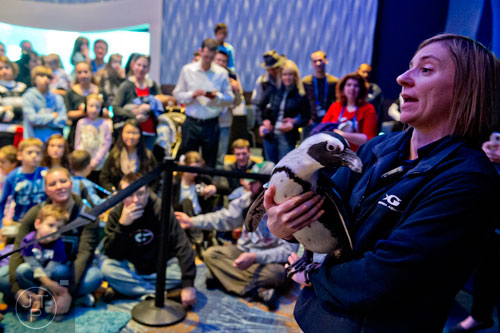 Trainer Jenn O'Dell holds onto Idili, an African penguin, as she answers questions about the animal during the Party with the Penguins event at the Georgia Aquarium in downtown Atlanta on Saturday, January 17, 2015. 