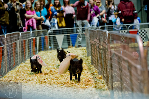 Three month old piglets race around a track during Jam Zone at the Georgia World Congress Center in Atlanta on Saturday, February 7, 2015. 