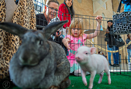 Lilly Flood (center) and her grandmother Marta (left) reach to try and pet a rabbit and a pot belly piglet during the Spring Egg-stravaganza event at the Fernbank Museum of Natural History in Atlanta on Saturday, March 28, 2015. 