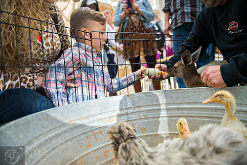 Brody Hall (center) tries to feed a baby kangaroo during the Spring Egg-stravaganza event at the Fernbank Museum of Natural History in Atlanta on Saturday, March 28, 2015. 