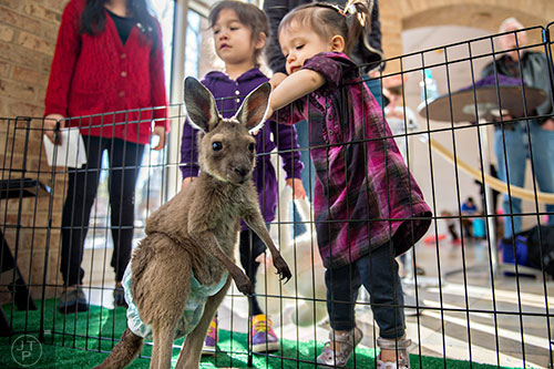 Isabella Snodgrass reaches to pet a baby kangaroo during the Spring Egg-stravaganza event at the Fernbank Museum of Natural History in Atlanta on Saturday, March 28, 2015. 