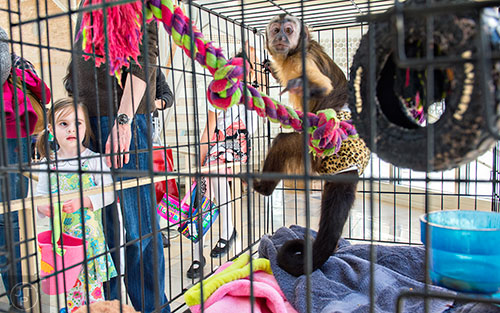 Kylie Kanan (left) watches a capuchin monkey as she stands in line for the petting zoo during the Spring Egg-stravaganza event at the Fernbank Museum of Natural History in Atlanta on Saturday, March 28, 2015.