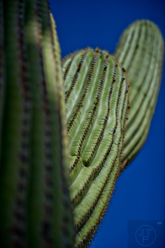 A saguaro cactus in Tucson, Arizona on Monday, March 9, 2015.