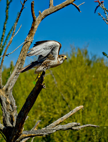 A prairie falcon takes off from its perch at the Tucson Desert Museum in Arizona on Tuesday, March 10, 2015.
