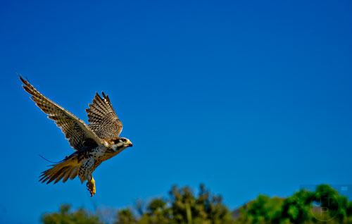 A prairie falcon soars through the air at the Tucson Desert Museum in Arizona on Tuesday, March 10, 2015.
