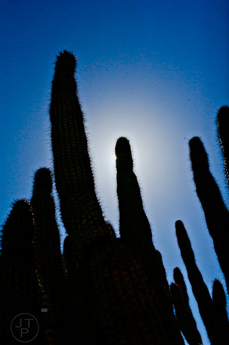 A saguaro cactus hides the sun at the Tucson Desert Museum in Arizona on Tuesday, March 10, 2015.