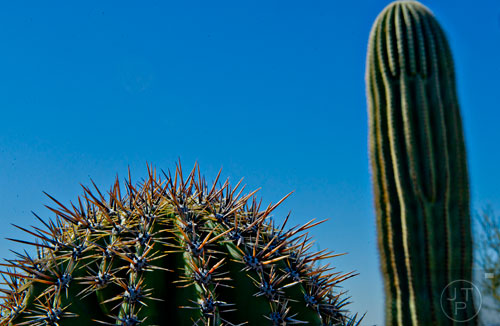 The spines on a cactus at the Tucson Desert Museum in Arizona on Tuesday, March 10, 2015.