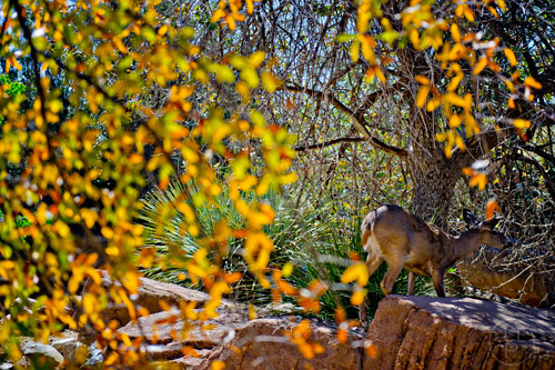 A deer forages for something to eat in its enclosure at the Tucson Desert Museum in Arizona on Tuesday, March 10, 2015.